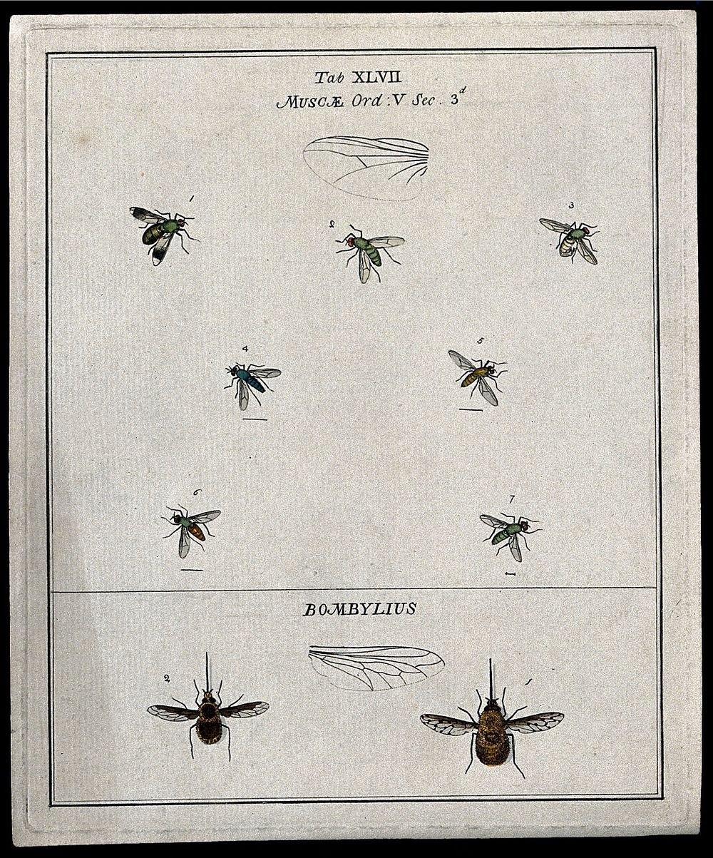 Seven flies (Muscæ species) and two bee flies (Bombylius species). Coloured etching by M. Harris, ca. 1766.