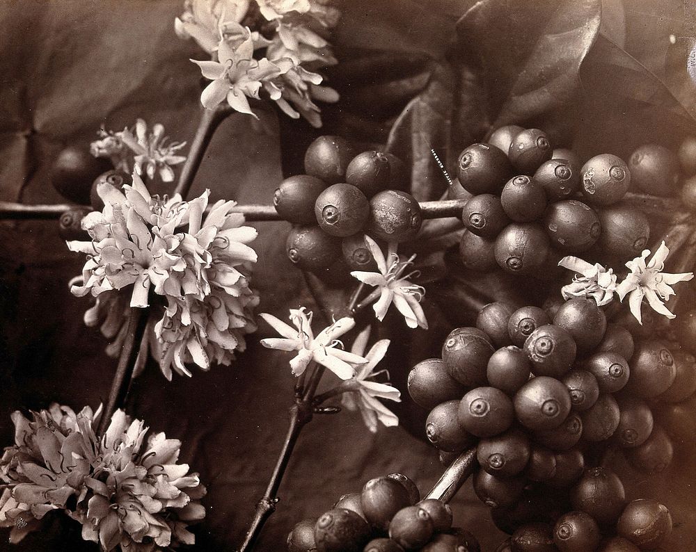 The blossom and fruit of a coffee tree (Coffea arabica) Photograph.