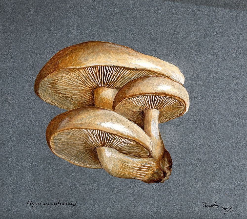 A fungus (Pleurotus ulmarius): a group of fruiting bodies. Watercolour, 1896.