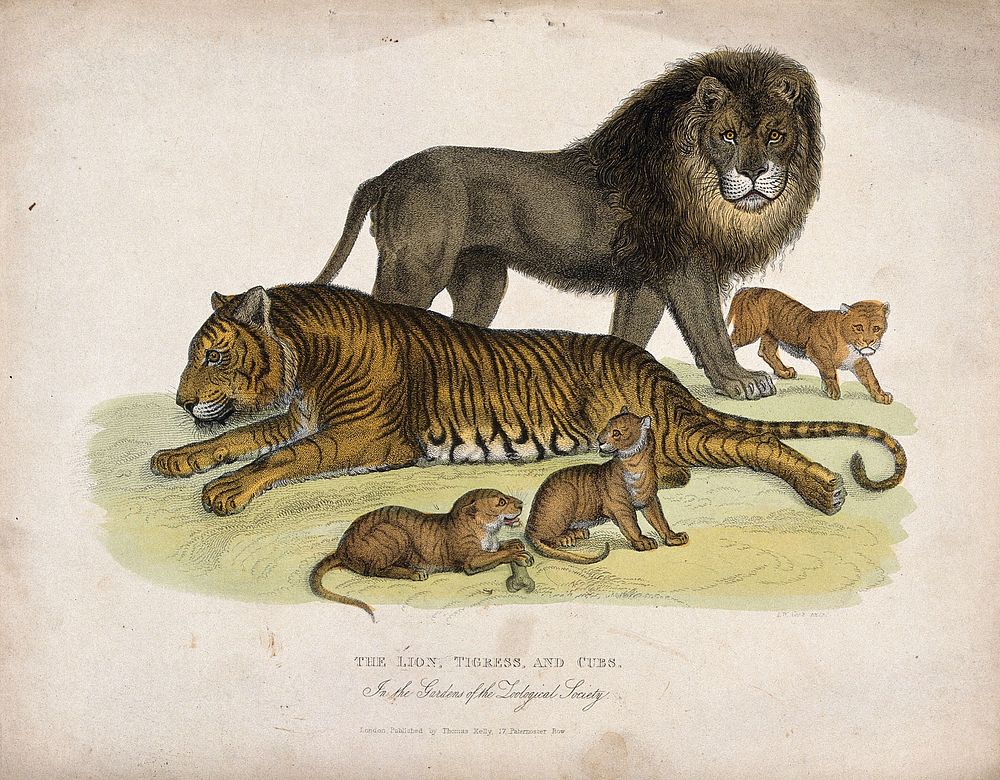 Zoological Society of London: a lion, a tigress and cubs. Coloured etching by L.W. Cook.