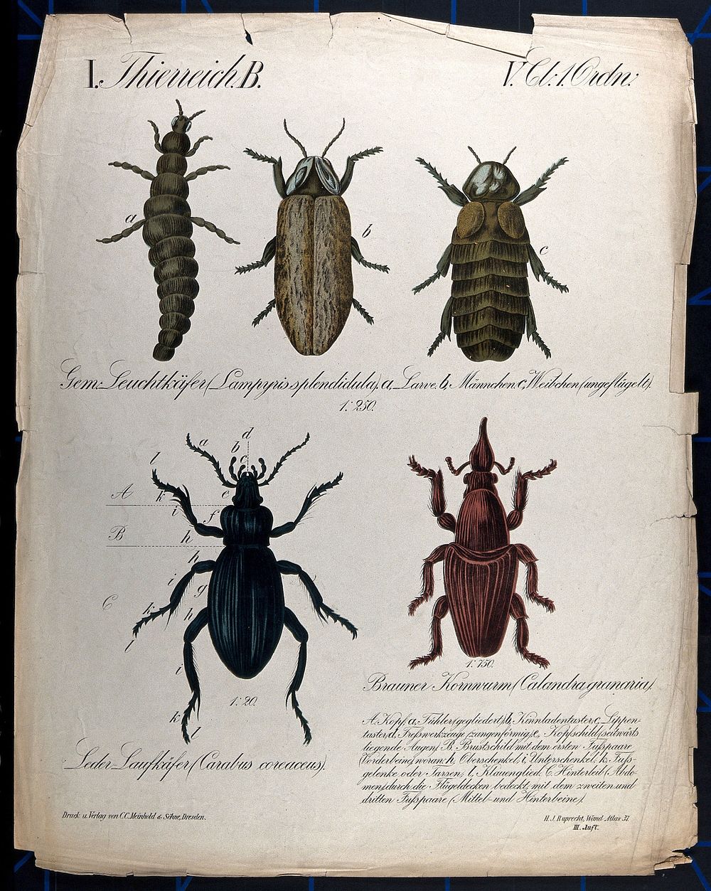 Beetles: five species, including larva. Chromolithograph by H.J. Ruprecht, 1877.