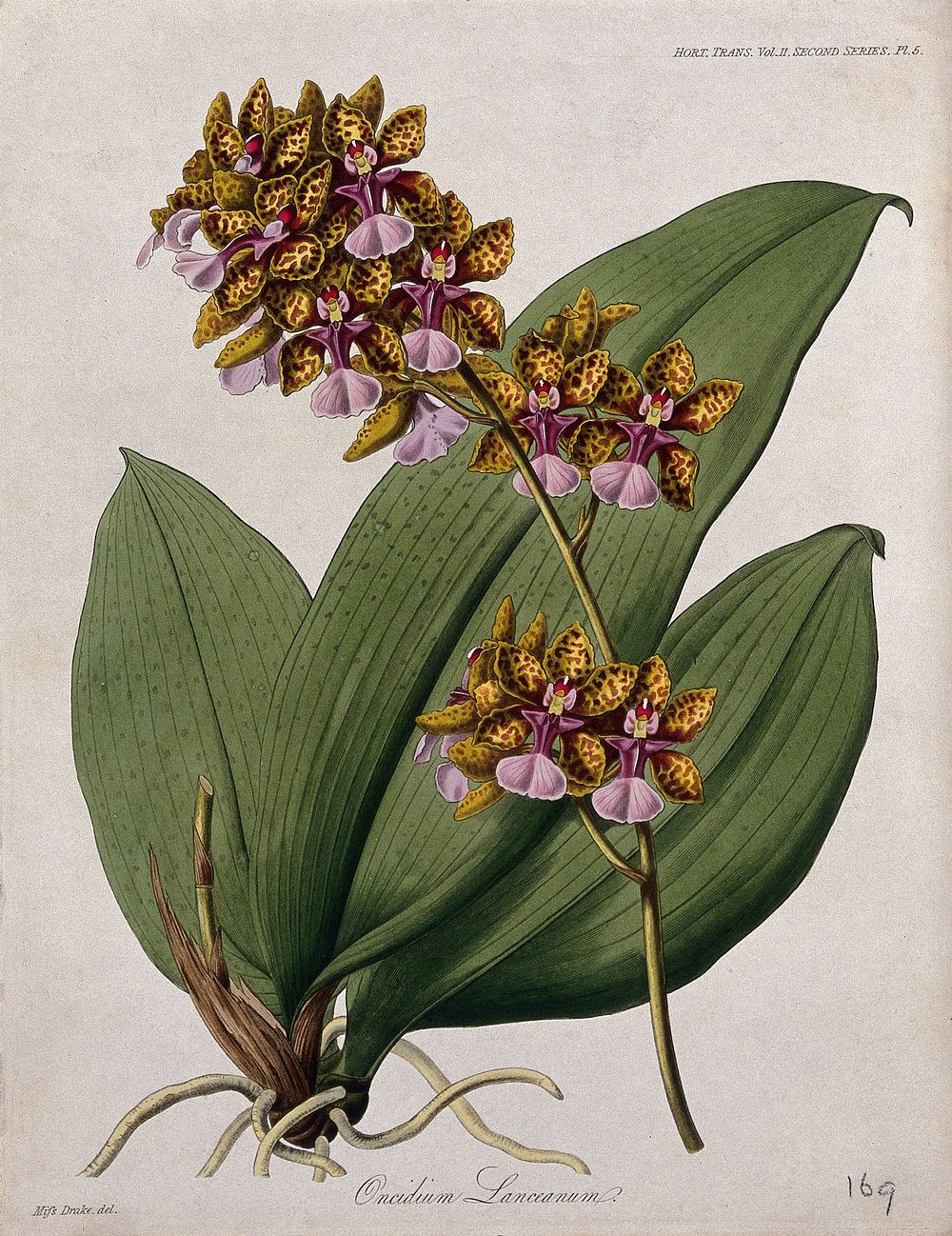 A tropical orchid (Oncidium lanceanum): flowering stem and leaves. Coloured etching, c. 1842, after Miss S. A. Drake.