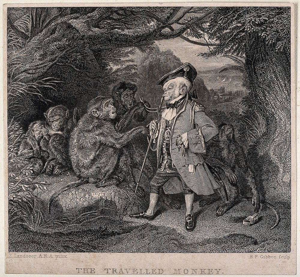 A monkey in elegant costume is addressing a group of wild monkeys under a tree. Engraving by B.P. Gibbon after E. H.…