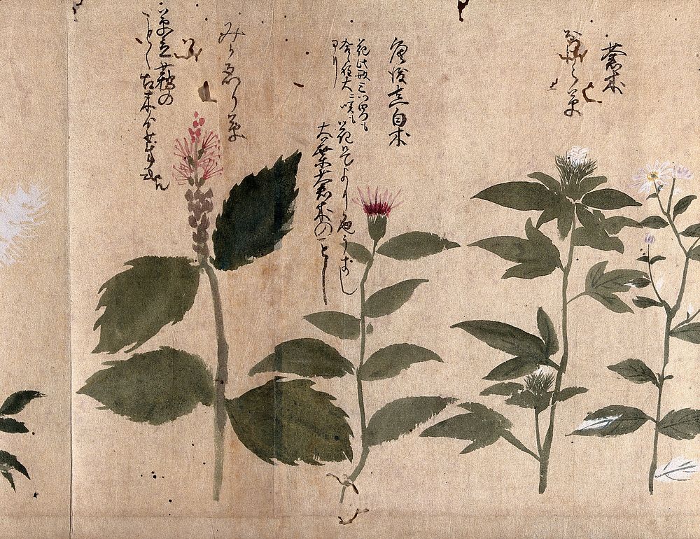 Four flowering plants. Watercolour, c. 1870.