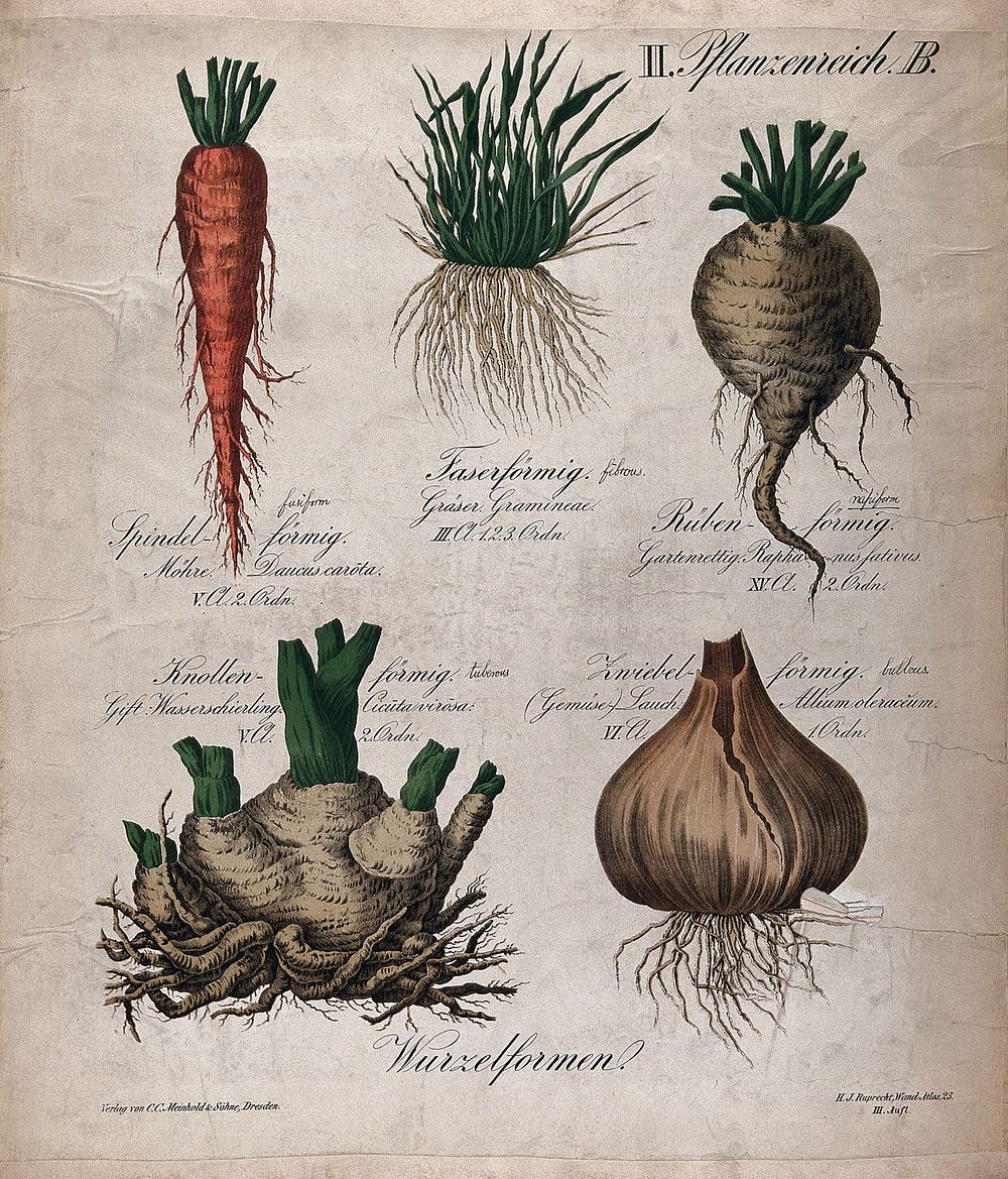 Five roots of different forms: spindle-shaped (carrot), fibrous (grass), beet-shaped (radish), tuberous (water hemlock), and…