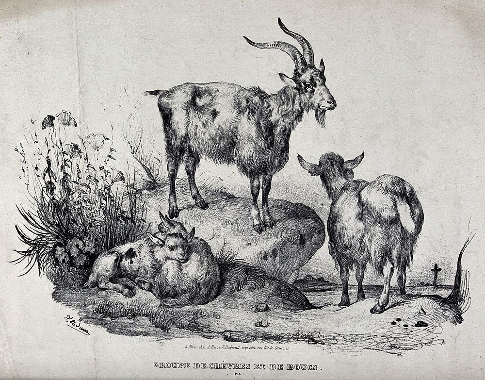 A group of goats, with the billy goat standing on a rock above the nanny goat and the kids. Chalk lithograph by V. J. Adam.