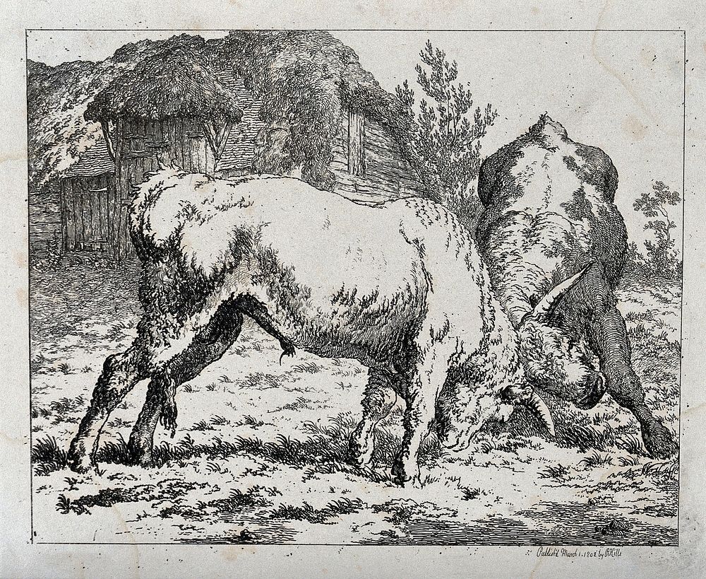Two bulls engaged in a fight in an enclosure outside a thatched cottage. Etching.
