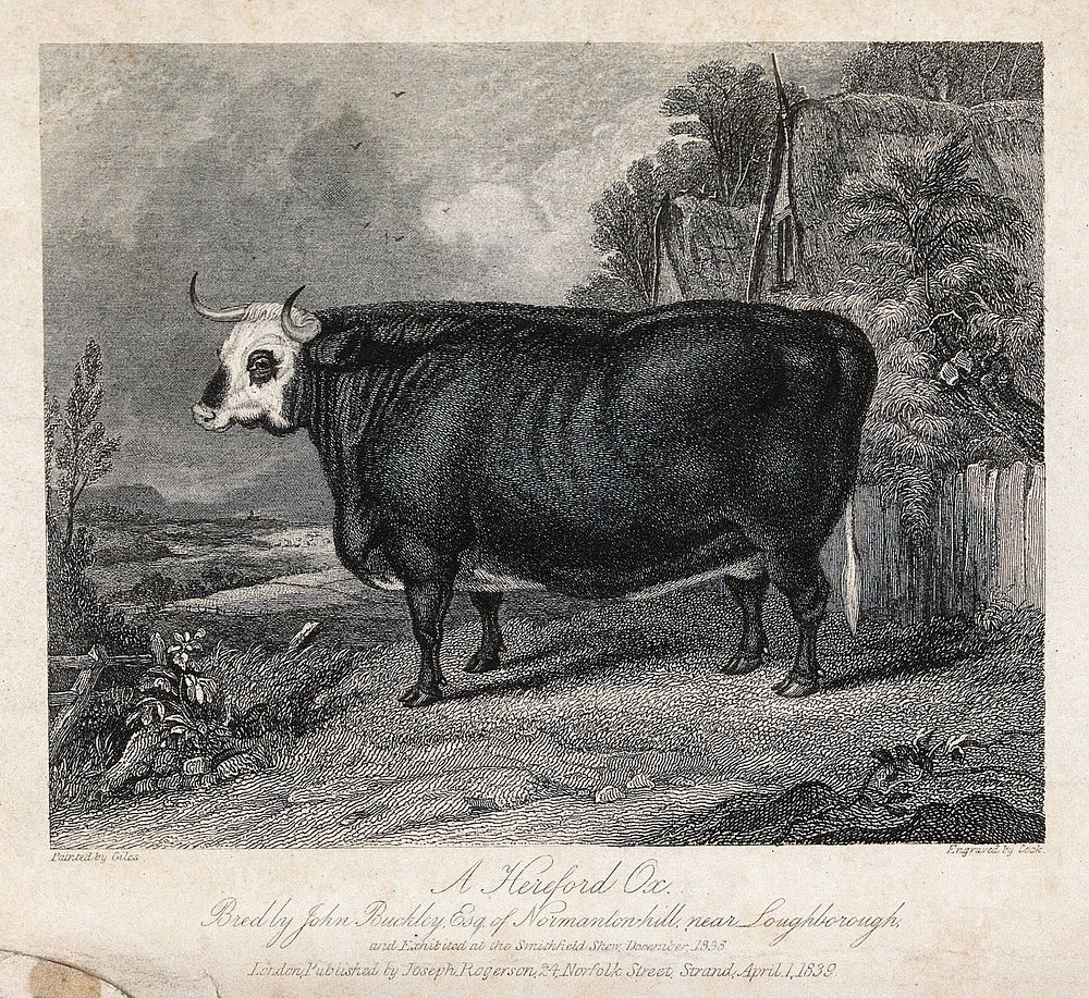 A Hereford ox. Etching by C. Cook, ca 1838, after J. Giles.