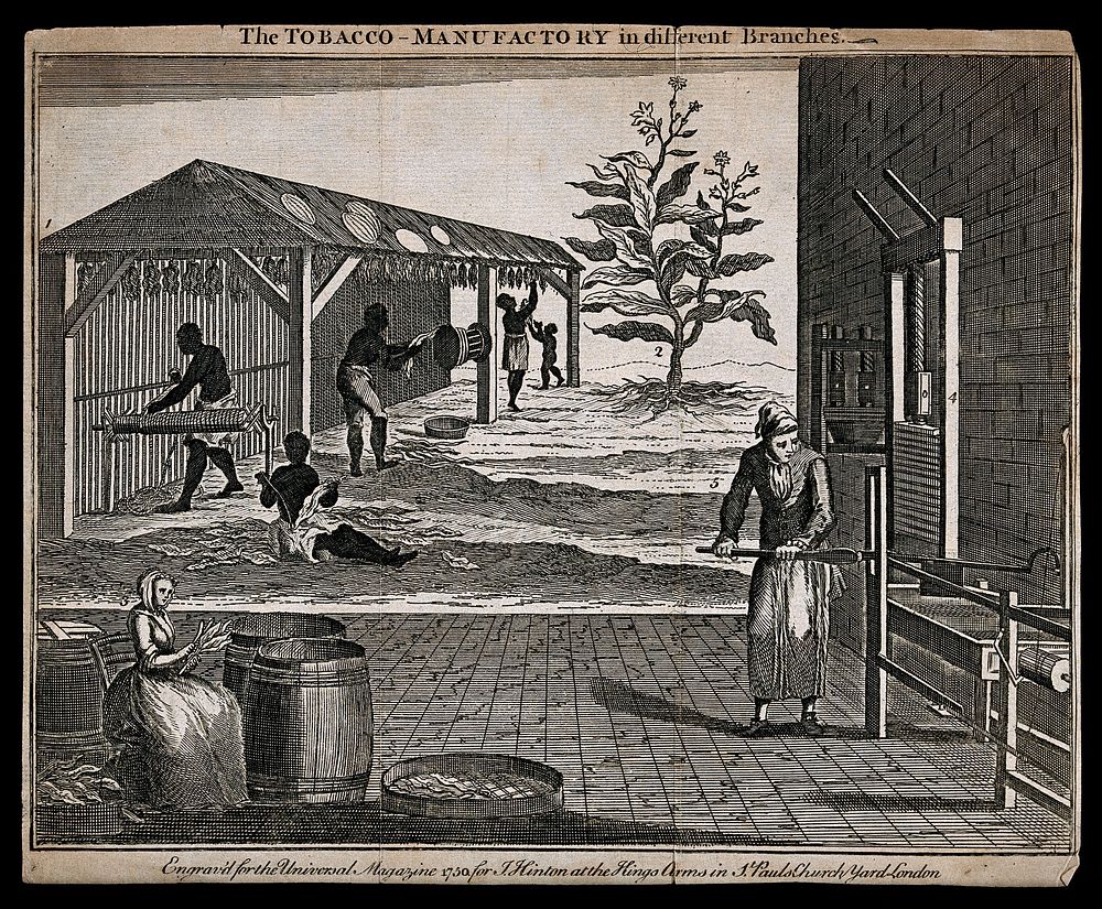 The manufacture of tobacco with leaves being sorted, dried, cured and pressed. Engraving, c. 1750.