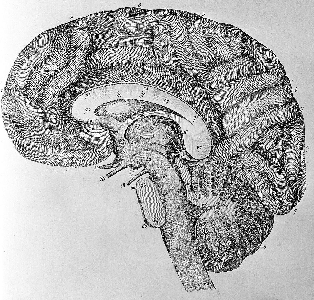 Planches pour le Traité de l'anatomie du cerveau / [M. Vicq-d'Azyr (Félix)].