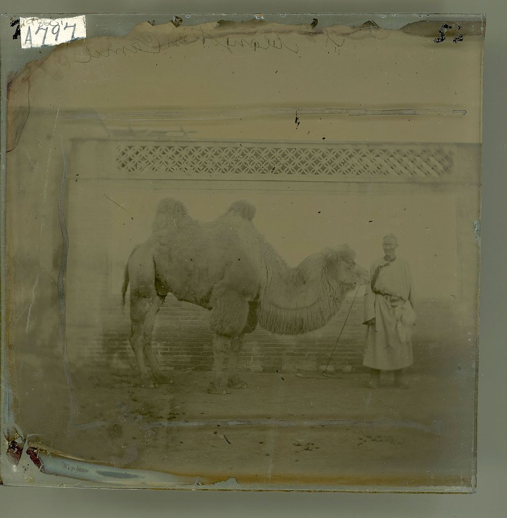 Peking, Pechili province, China: a camel with its owner. Photograph by John Thomson, 1871.