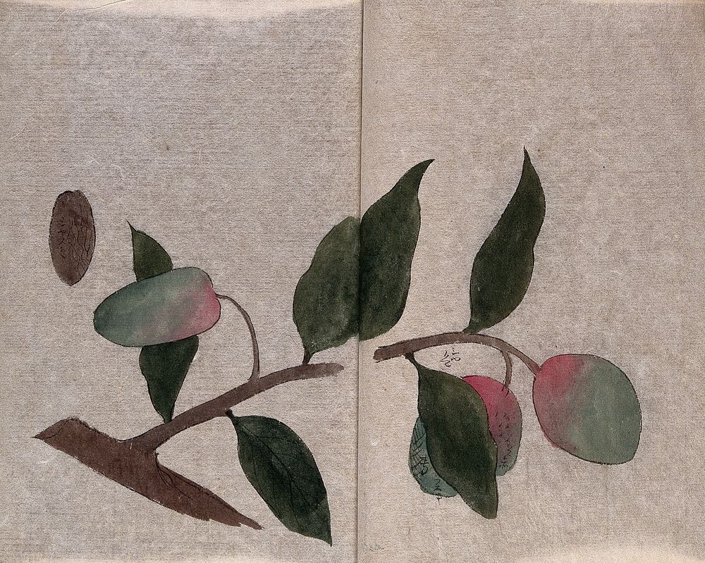 A stone fruit tree, possibly a plum (Prunus species): fruiting branch and seed. Watercolour.