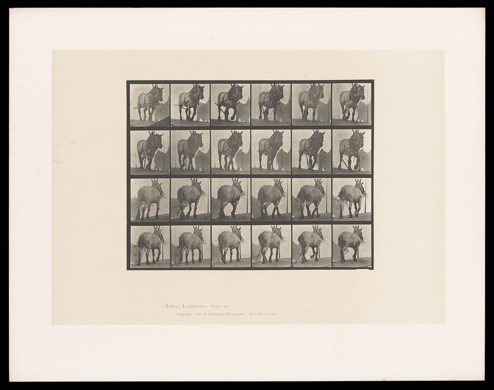 A horse walking. Collotype after Eadweard Muybridge, 1887.