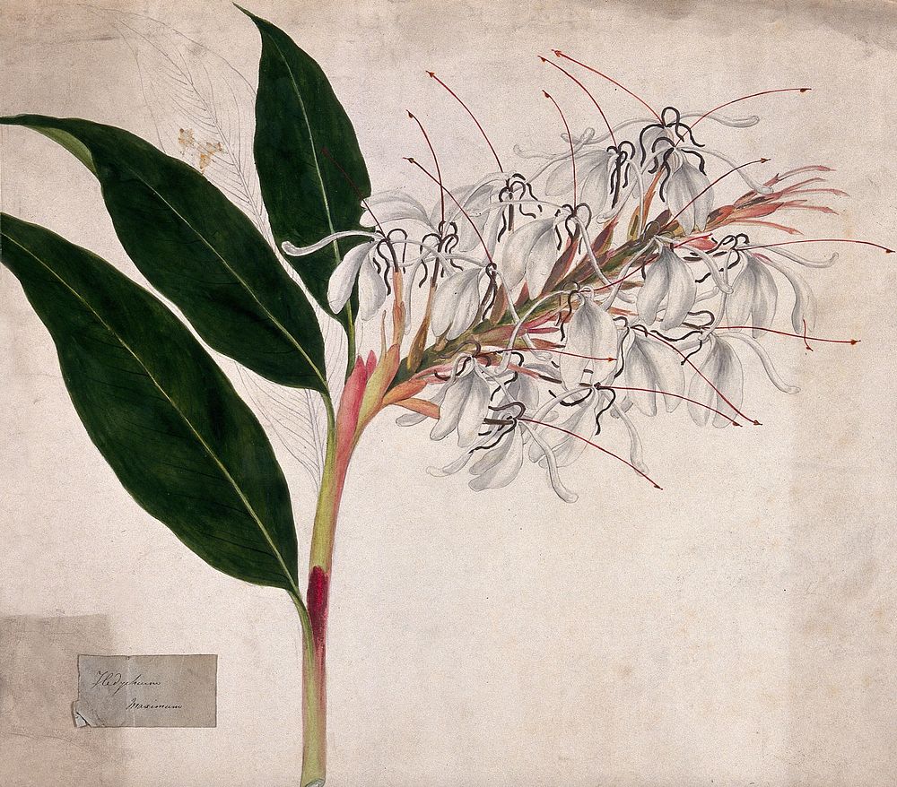 Ginger lily (Hedychium maximum): flowering stem. Coloured pencil drawing.