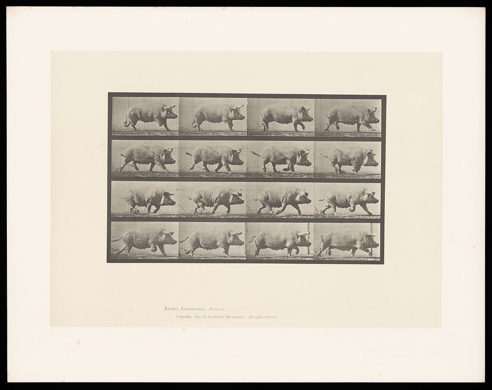 A pig running. Collotype after Eadweard Muybridge, 1887.