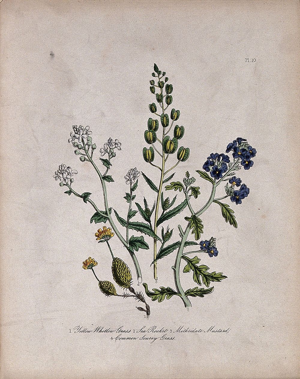 Four British wild flowers, including whitlow grass (Erophila species) and scurvy grass (Cochlearia officinalis). Coloured…