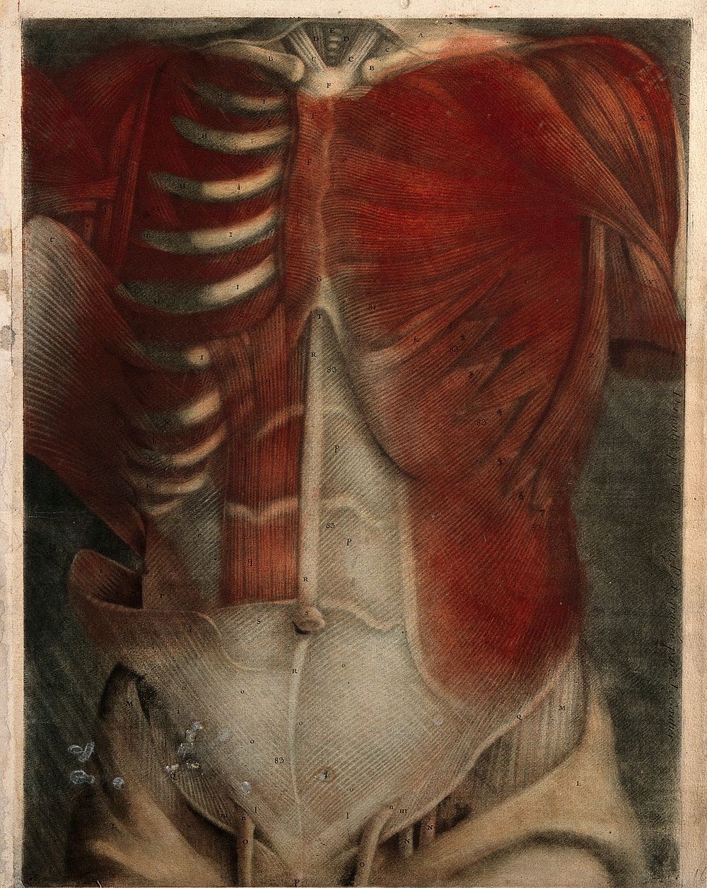 Muscles of the thorax and abdomen: écorchés figure. Colour mezzotint by J. F. Gautier d'Agoty after himself, 1745/1746.