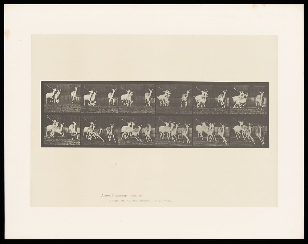 A group of fallow deer running. Collotype after Eadweard Muybridge, 1887.