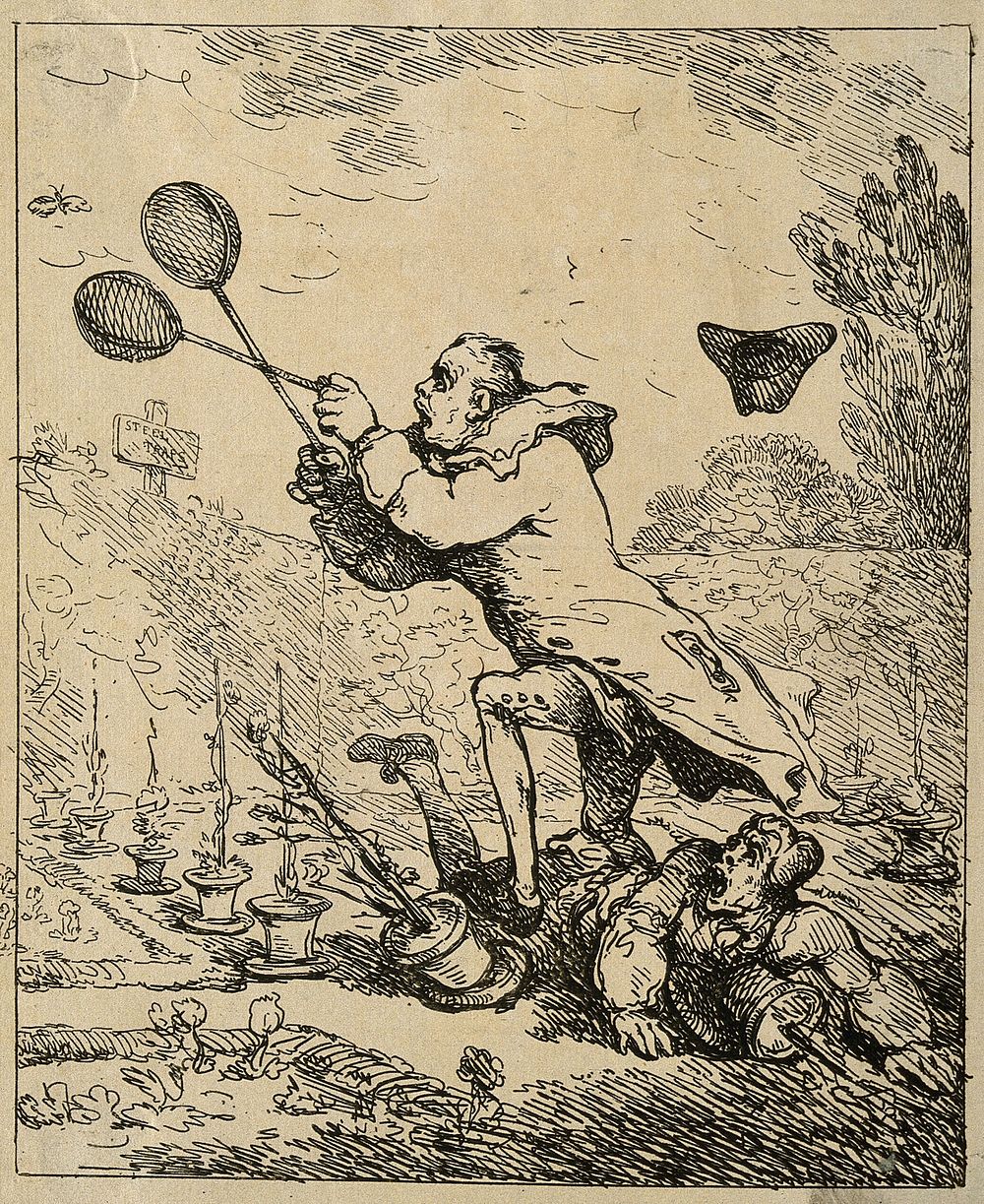 Sir Joseph Banks chasing the butterfly called the Emperor of Morocco. Etching attributed to T. Rowlandson, 1788.