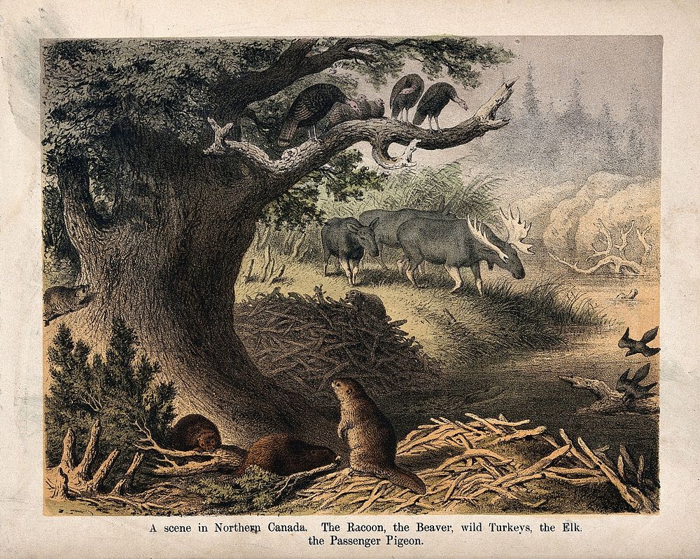 Canada: a forest near a river with racoons, beavers, turkeys, elks and pigeons. Coloured lithograph.