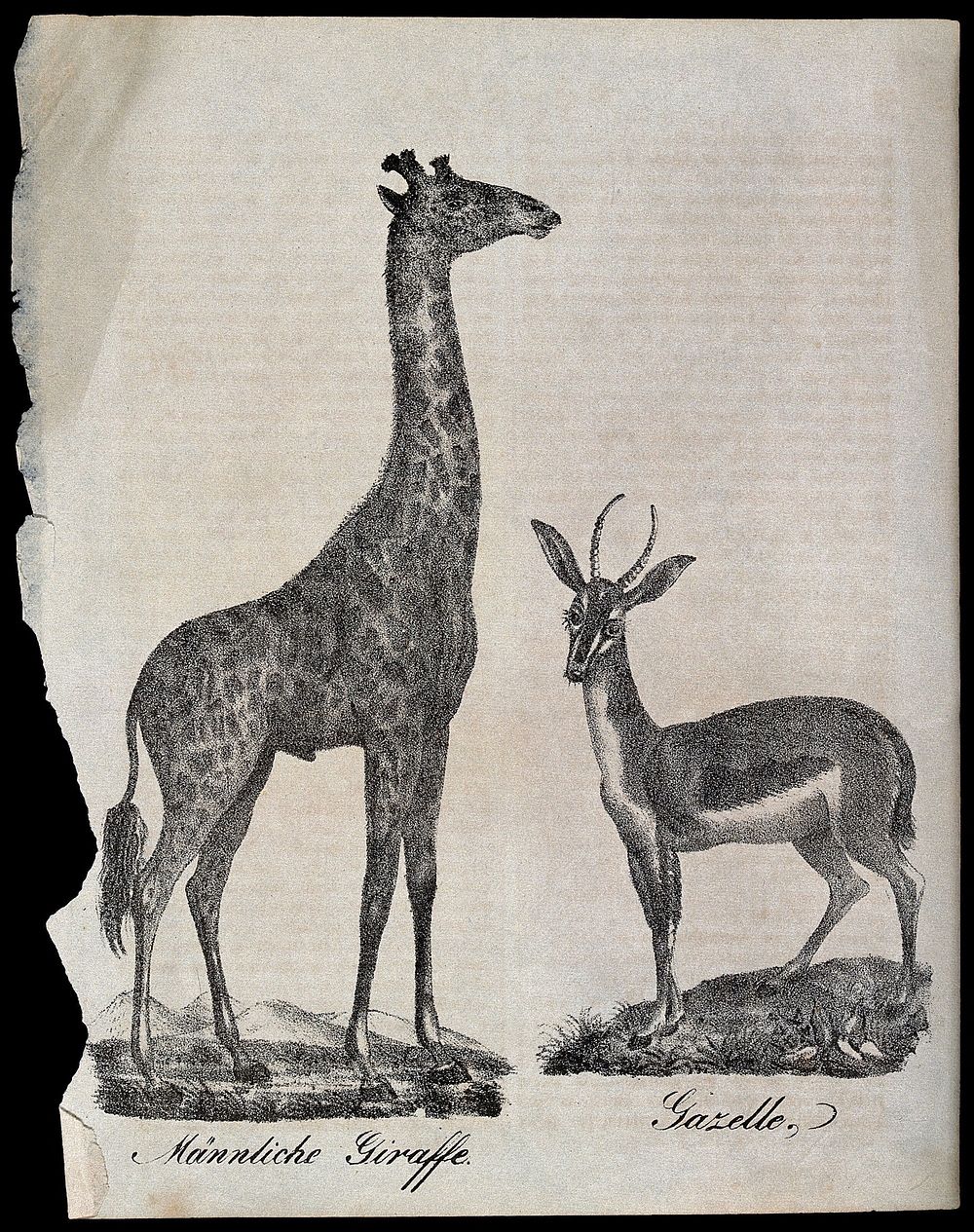 Left, a male giraffe; right, a gazelle. Lithograph.