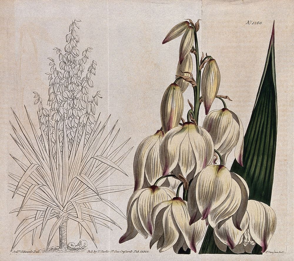 A yucca plant (Yucca gloriosa): flowering stem and whole plant. Coloured engraving by F. Sansom, c. 1810, after S. Edwards.