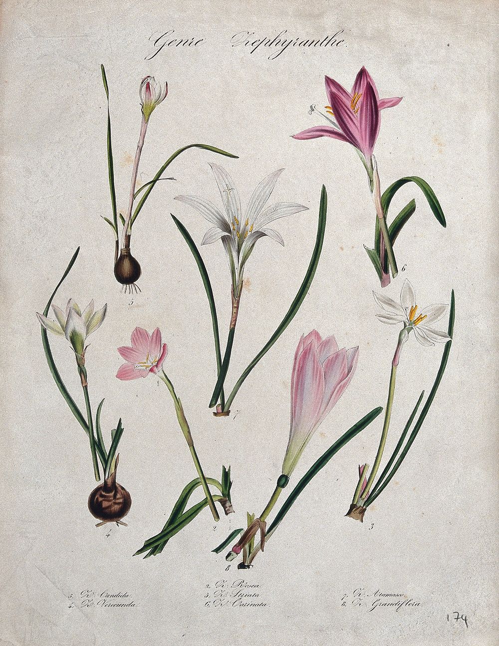 Seven plants, all species of the genus Zephyranthes: flowering stems. Coloured lithograph.