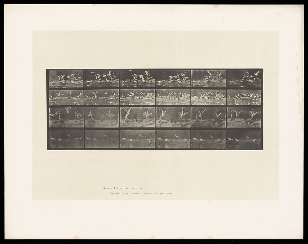 Swans and storks on land and water. Collotype after Eadweard Muybridge, 1887.