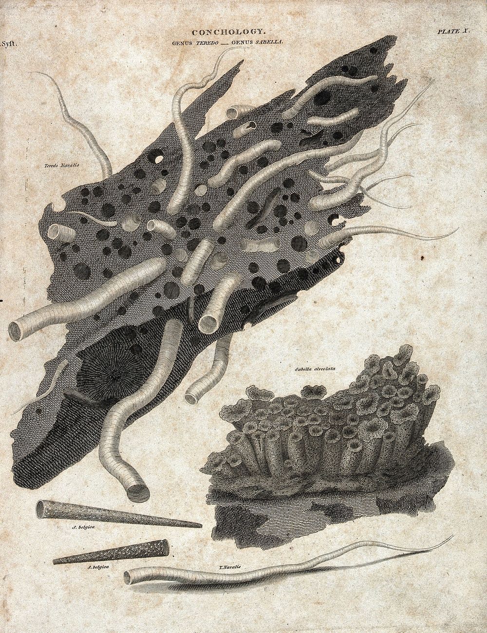 Four different bivalve molluscs of the genus Terredo and Sabella. Line engraving.