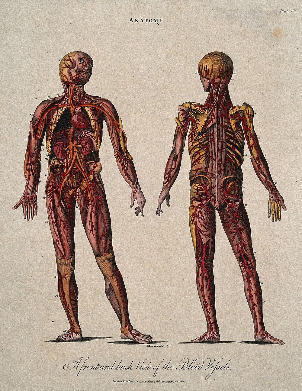 An écorché showing the blood vessels, heart and kidneys: front and back views. Coloured line engraving by J. Pass, 1796.