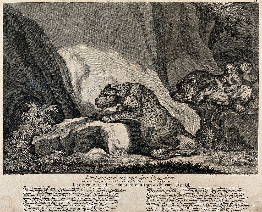 Two leopards and their cubs. Etching by J.E. Ridinger.