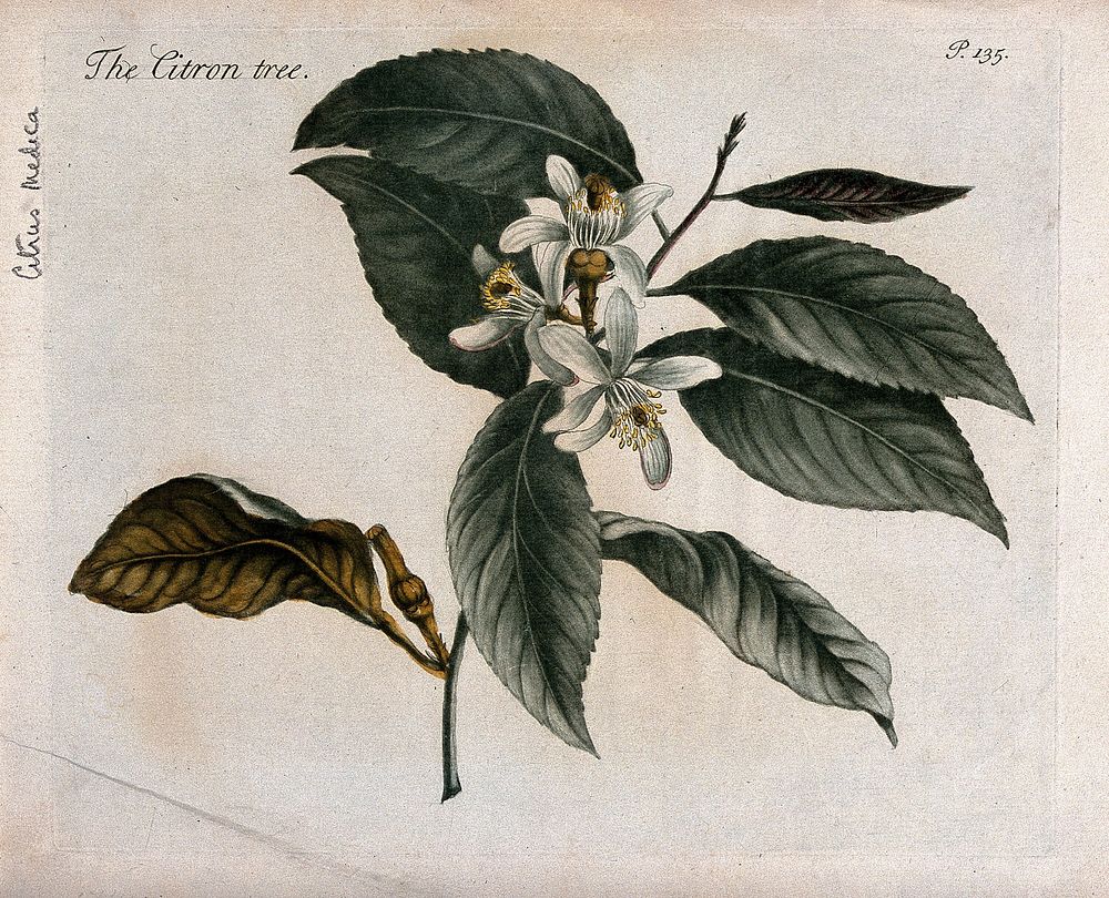Citron (Citrus medica): flowering branch. Colour and coloured mezzotint, c. 1741.