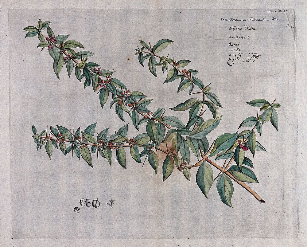 A plant (Canthium rheedii) related to Ceylon boxwood: branch with flowers and fruit and separate flowers, fruit and…
