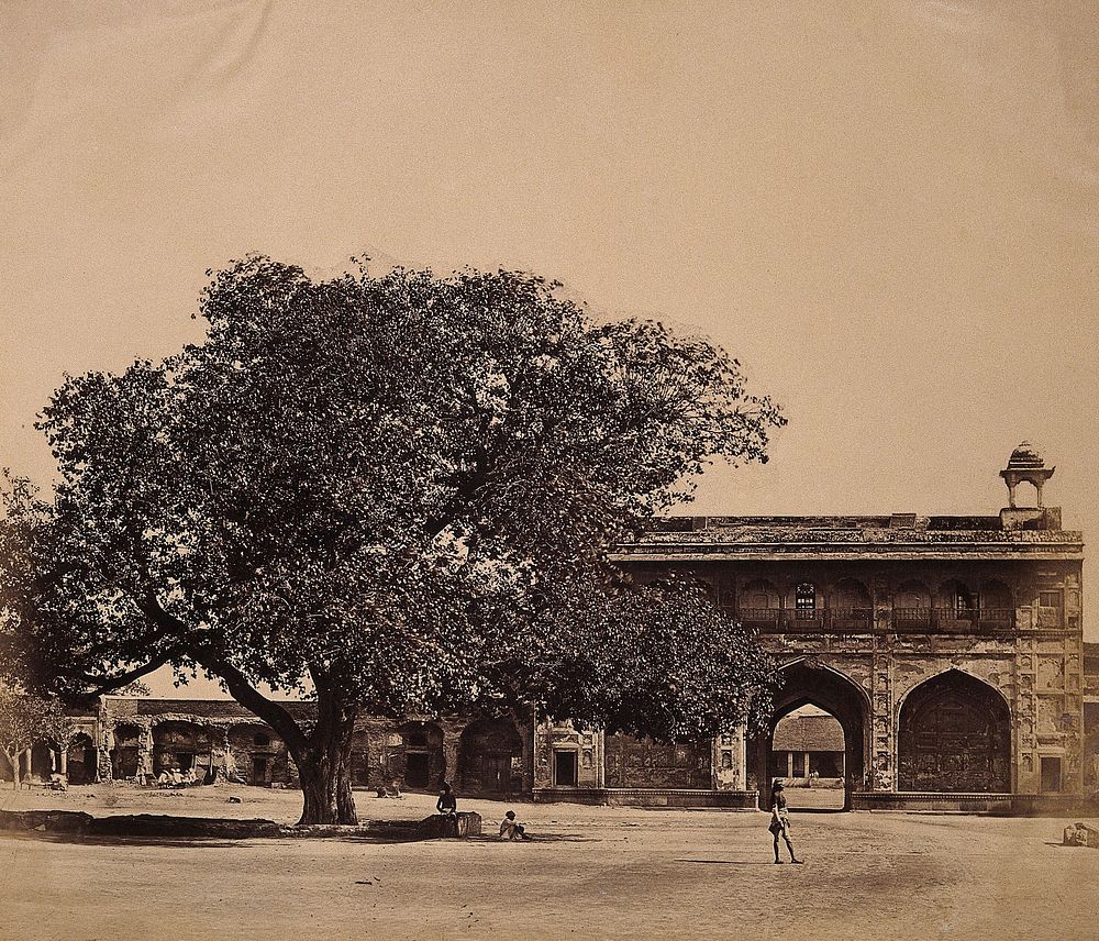 India: a tree in the grounds of a palace under which three hundred Europeans were murdered. Photograph by F. Beato, c. 1858.