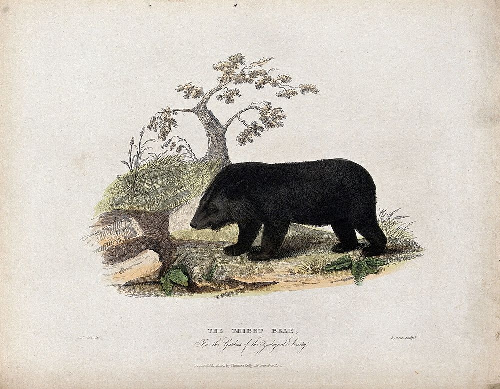 Zoological Society of London: a Thibet bear. Coloured etching by Symns after H. Smith.