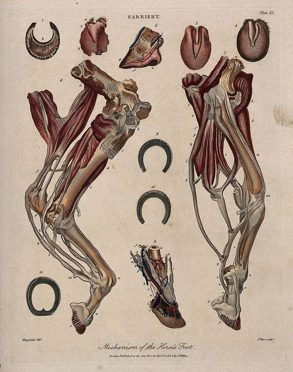 Dissections of a horse's leg and foot: eleven figures, showing the muscles and blood-vessels of the foot, with examples of…
