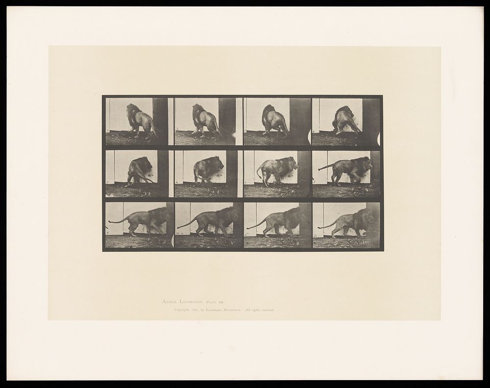 A lion walking and turning. Collotype after Eadweard Muybridge, 1887.