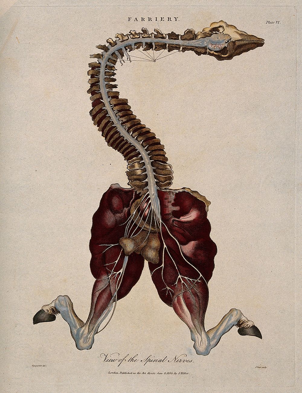 Dissection of a horse, showing the spinal column, head and hind legs, and associated nerves. Coloured engraving by J. Pass…