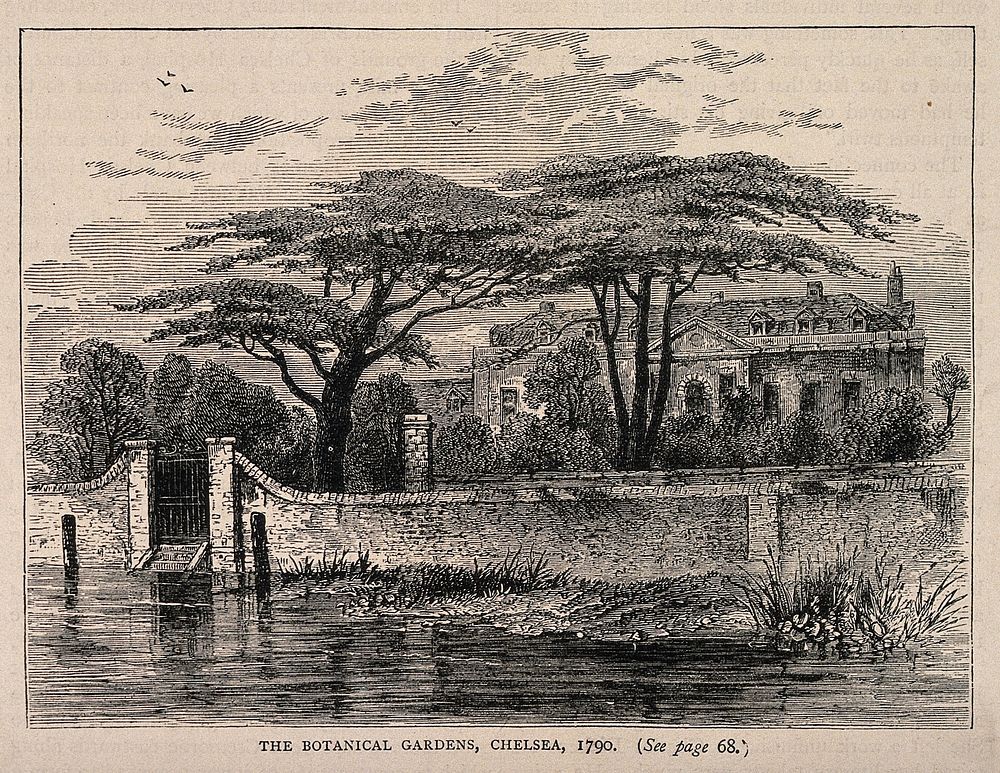 The Physick Garden, Chelsea: viewed from the Surrey bank. Wood engraving.