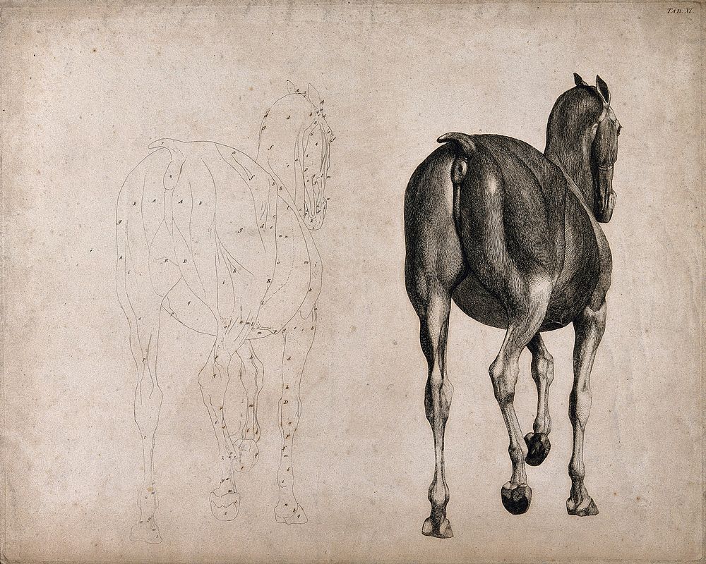 A horse, seen from behind: two figures, one an outline drawing, the other a tonal drawing. Engraving with etching by G.…