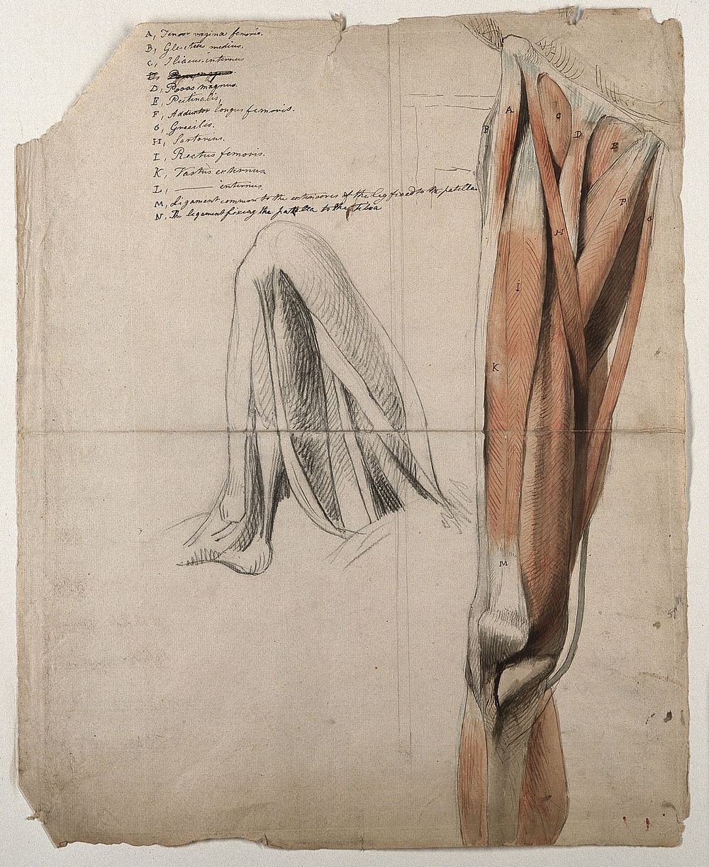 The muscles and tendons of the leg: two figures, including a black chalk sketch of a leg, bent at the knee. Pen and ink…