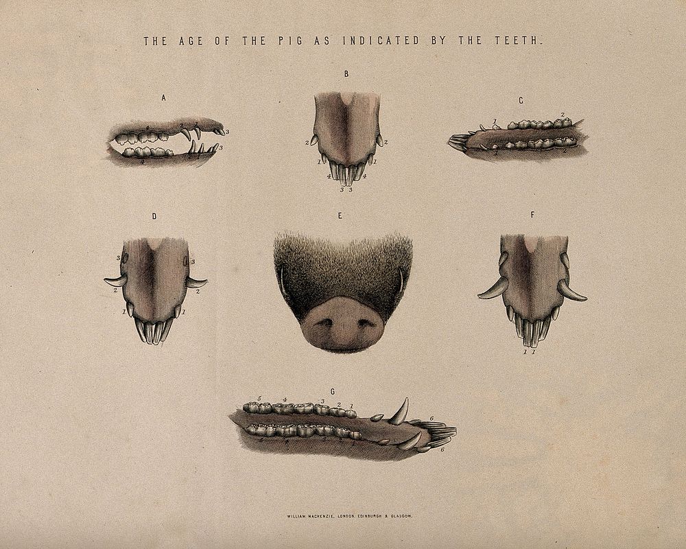 Pigs' teeth: seven figures showing the stages of development in pigs of different ages. Coloured etching, ca. 1860.