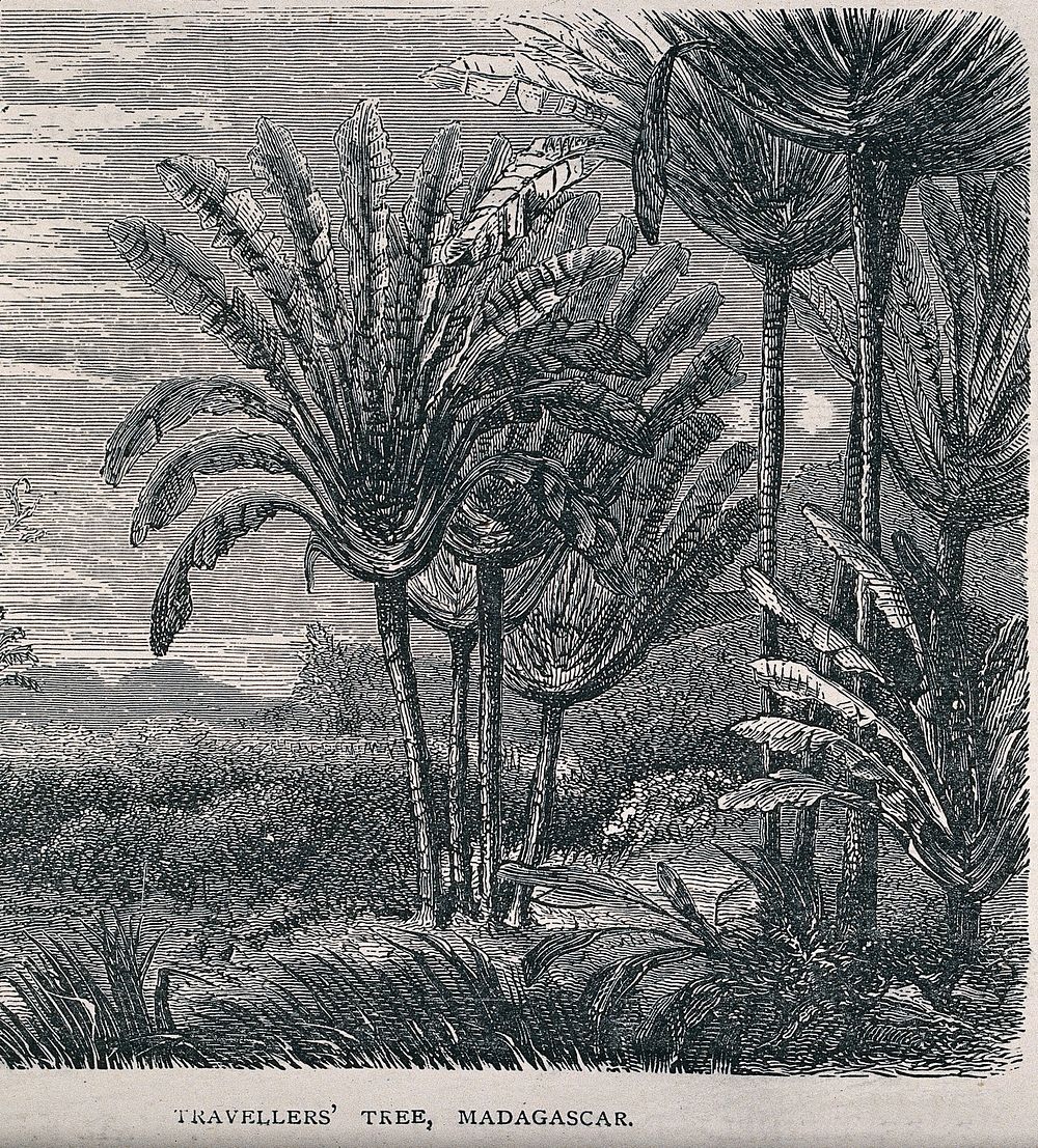 A stand of traveller's palms (Ravenala madagascariensis) in Madagascar. Wood engraving, c. 1867.