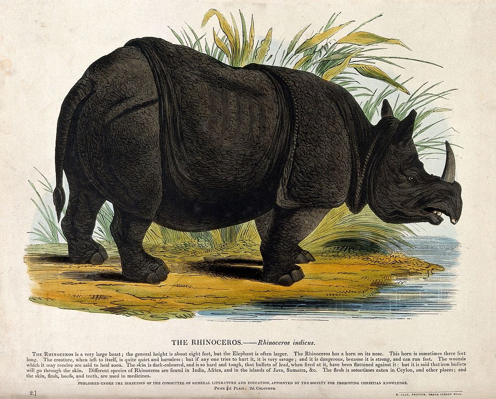 A rhinoceros standing on the shore of a lake. Coloured wood engraving by J. W. Whimper.