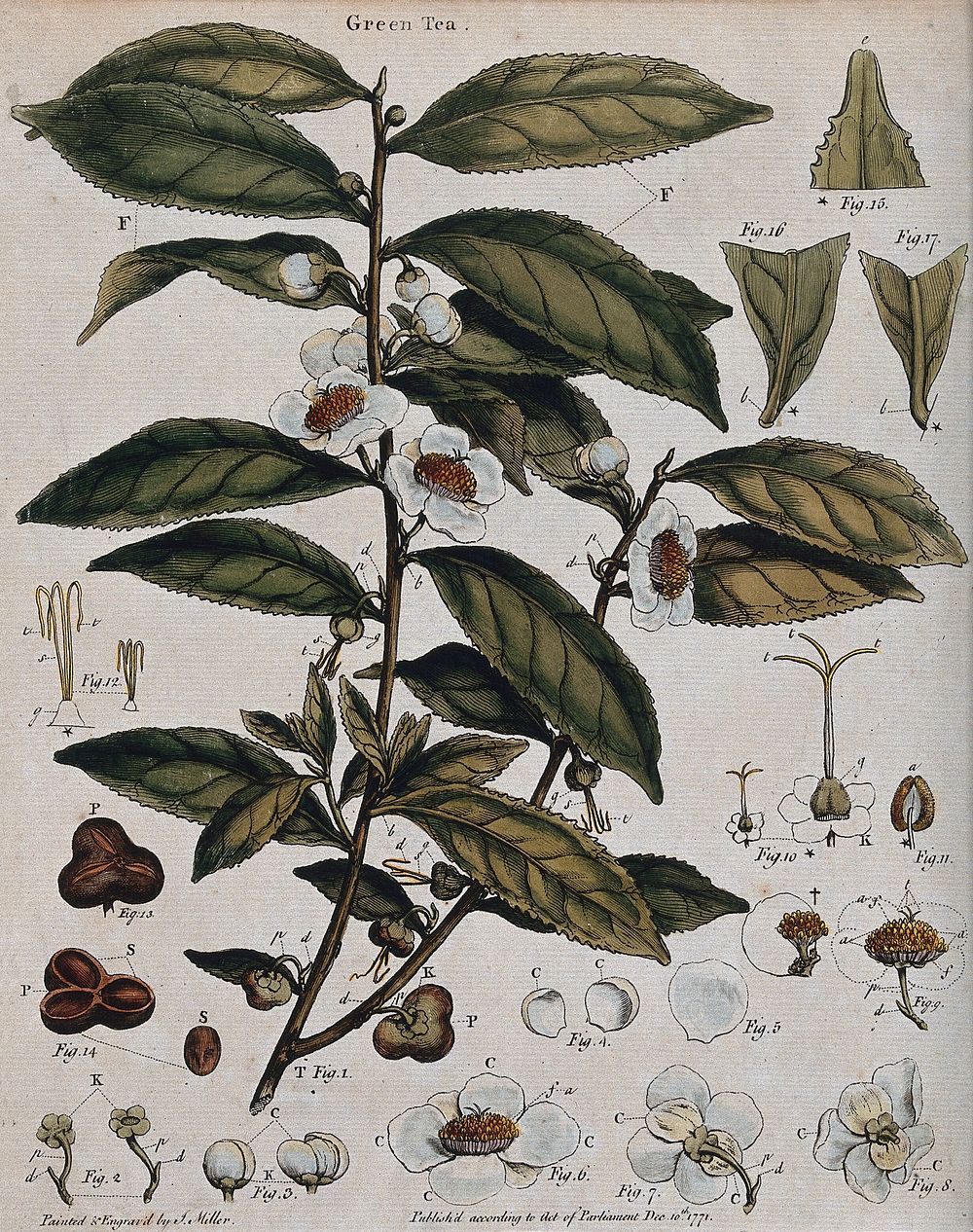 Tea plant (Camellia sinensis): flowering stem with sectioned leaf and many floral segments. Coloured engraving by J. Miller…