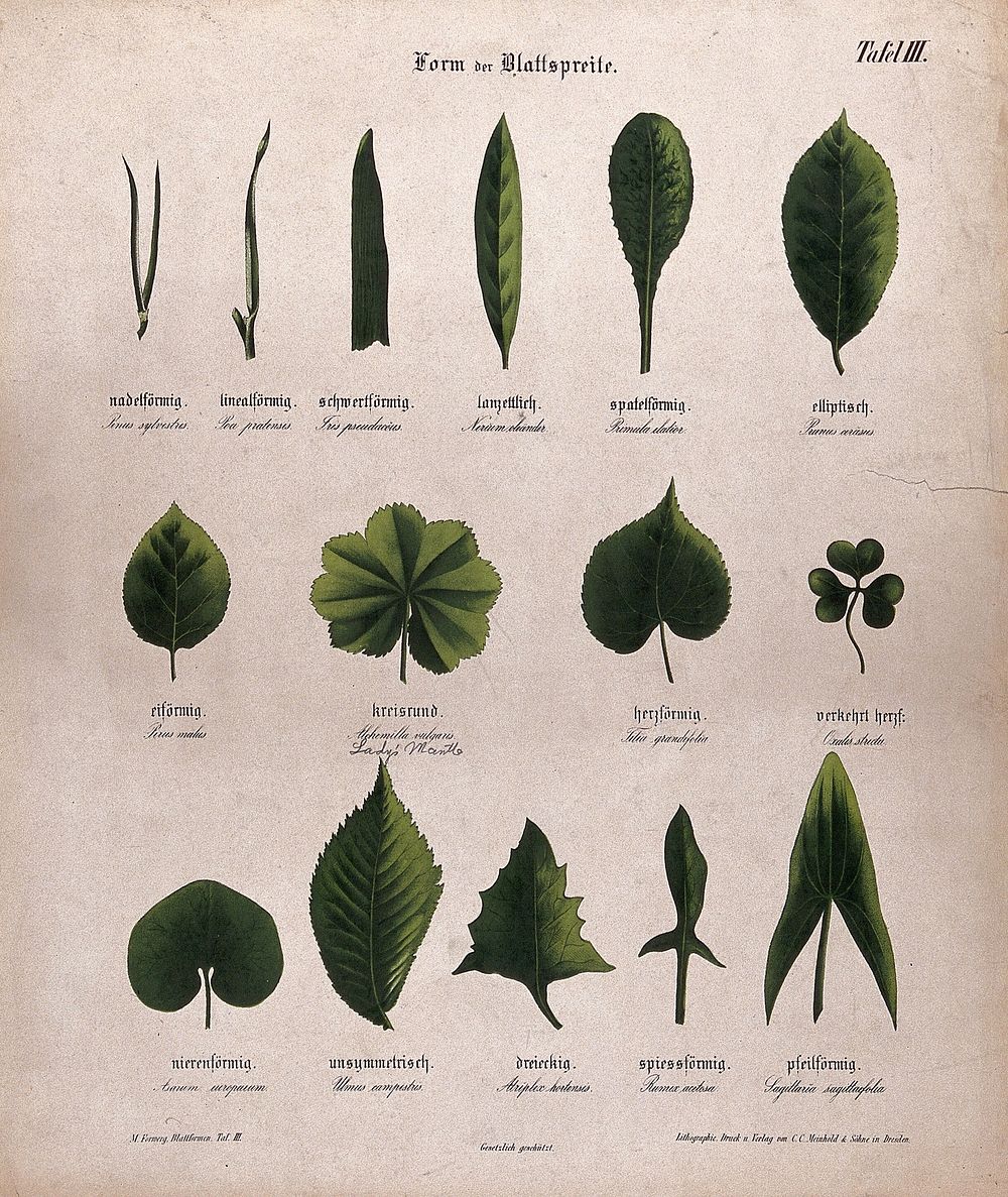 Fifteen plant leaves, all of different shapes. Chromolithograph, c. 1850.