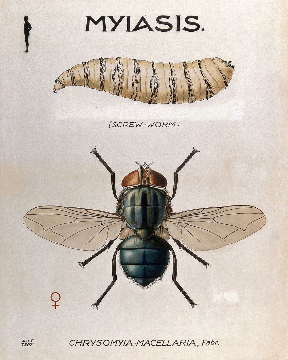 The larva and fly of Chrysomyia macellaria. Coloured drawing by A.J.E. Terzi.