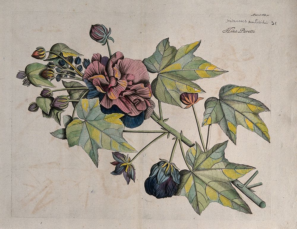 China rose or Shoe flower (Hibiscus rosa-sinensis L.): flowering shoot. Coloured line engraving.