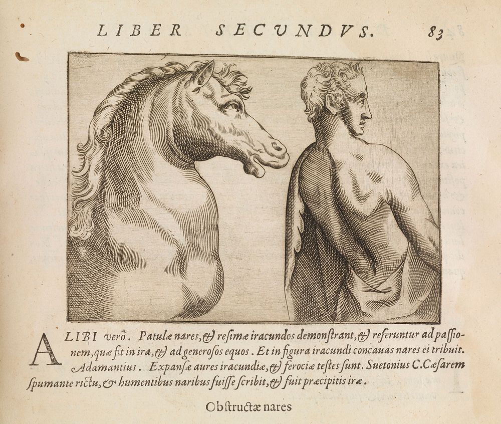 Horse and human, from De humana physiognomonia libri IIII.