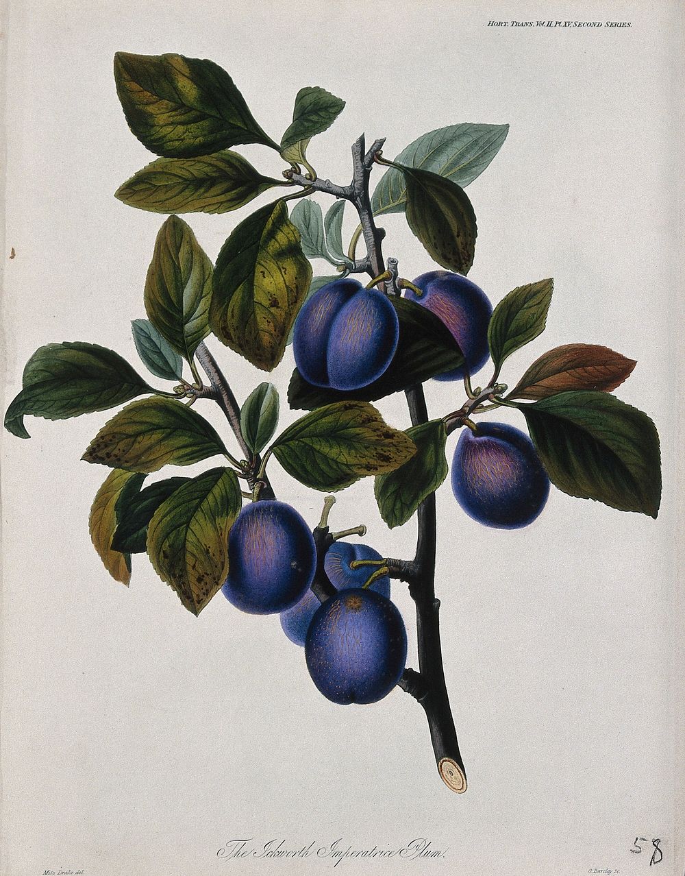 The Ickworth Imperatrice plum (Prunus domestica cv.): fruiting branch. Coloured etching by G. Barclay, c. 1842, after S.…